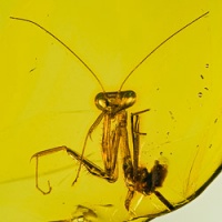 v1905_mantodea