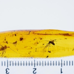 AF01 173 Ephemeroptera Leptophlebiidae   Mayfly Fossil Inclusion In Dominican Amber 9