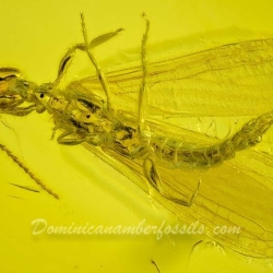 AF01 182 Embioptera