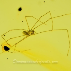 AF01 204 Arachnida Araneae Pholcidae 10