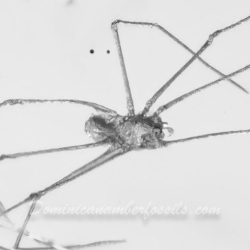 AF01 204 Arachnida Araneae Pholcidae 2