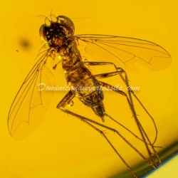 Amber Fossil Diptera Pipunculidae Dominican Specimen 10