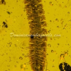 Diplopoda Polydesmida 11