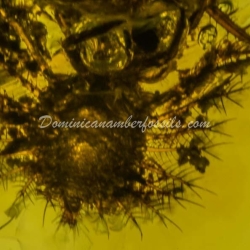 Dominican Amber Fossil Neuroptera Ascalaphidae Owlfly Larva 11