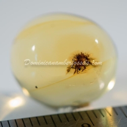 Dominican Amber Fossil Neuroptera Ascalaphidae Owlfly Larva 2