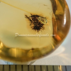 Dominican Amber Fossil Neuroptera Ascalaphidae Owlfly Larva 3