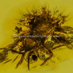 Dominican Amber Fossil Neuroptera Ascalaphidae Owlfly Larva 7