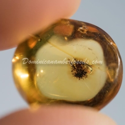 Dominican Amber Fossil Neuroptera Ascalaphidae Owlfly Larva