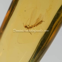 Embioptera Webspinner 2