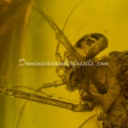 Ephemeroptera Laying Eggs 11