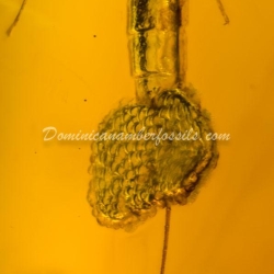 Ephemeroptera Laying Eggs 7