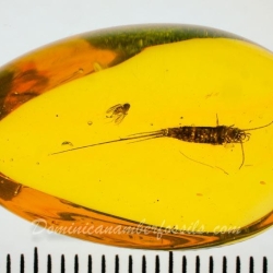 Silverfish 19