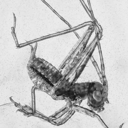 V1865 Cricket 7