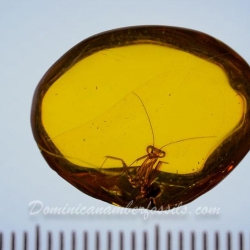 V1905 Mantodea 10