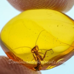 V1905 Mantodea 12