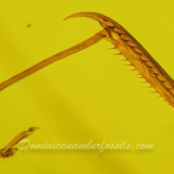 V1905 Mantodea 2