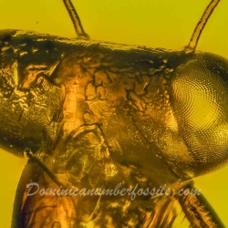 V1905 Mantodea 3