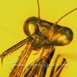 V1905 Mantodea