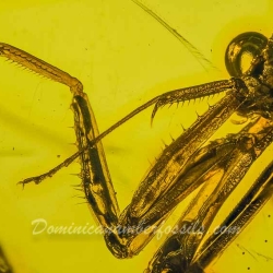 V1905 Mantodea 5