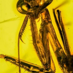 V1905 Mantodea 6