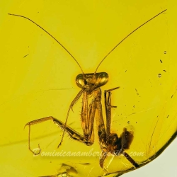 V1905 Mantodea 7