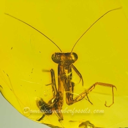 V1905 Mantodea 8