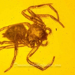 V1976 Arachnida Araneae 2