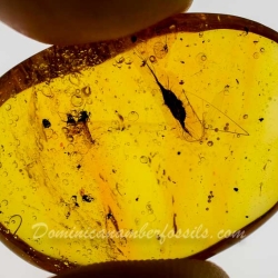 V1984 Botanical Flying Seed 10