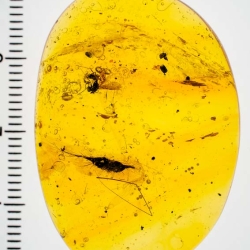 V1984 Botanical Flying Seed 11