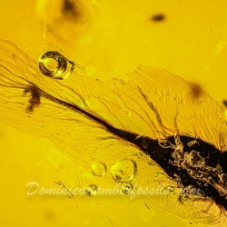 V1984 Botanical Flying Seed 2