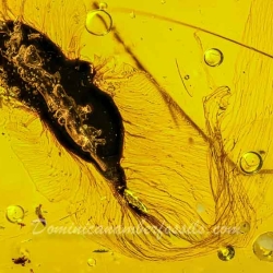 V1984 Botanical Flying Seed 3