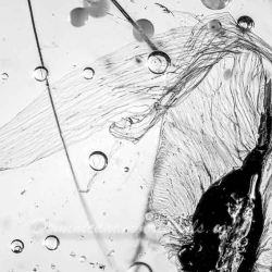 V1984 Botanical Flying Seed 4