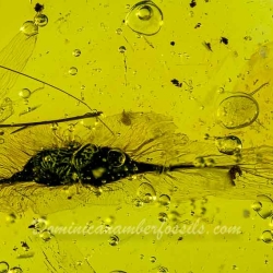 V1984 Botanical Flying Seed 6