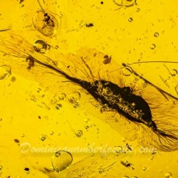 V1984 Botanical Flying Seed