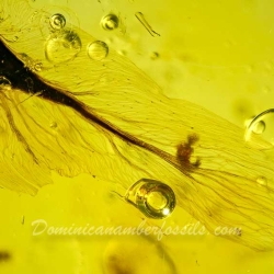 V1984 Botanical Flying Seed 7