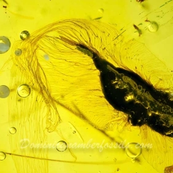 V1984 Botanical Flying Seed 8