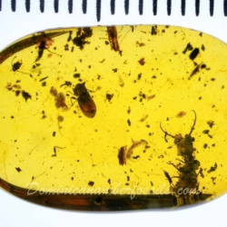 VB0101 Owlfly Larva Burmite 11