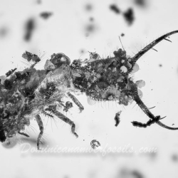 VB0101 Owlfly Larva Burmite 2