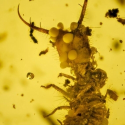 VB0101 Owlfly Larva Burmite 6