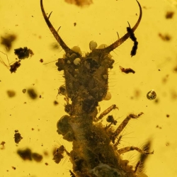 VB0101 Owlfly Larva Burmite 9