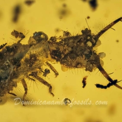 VB0101 Owlfly Larva Burmite