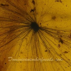 VB0103 Hairy Seed Burmite 5